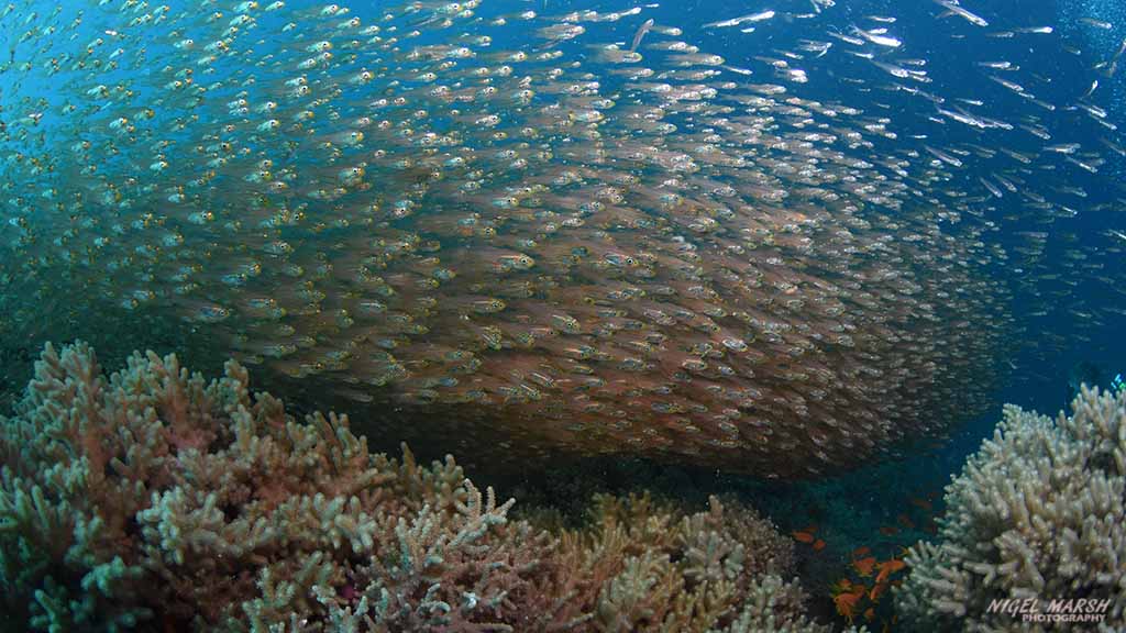 Fiji bligh water credit Nigel Marsh baitfish