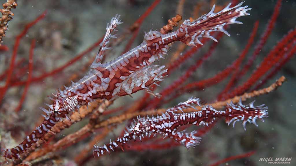 Fiji bligh water credit Nigel Marsh ghostpipefish