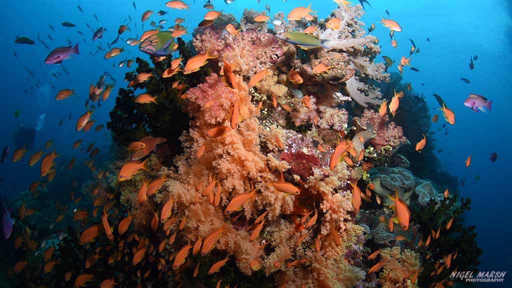 Bligh water soft corals