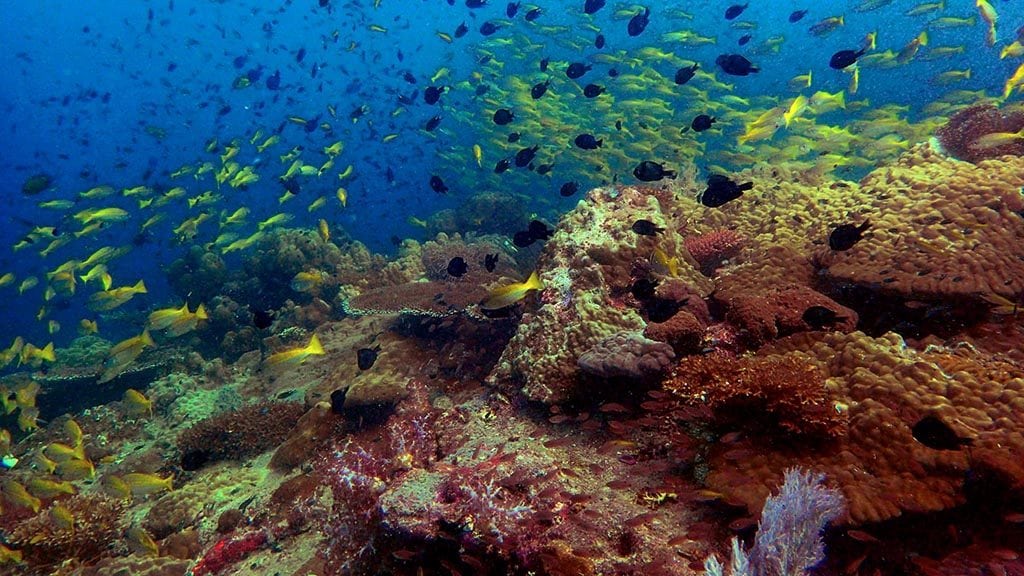 Koral fish diving local dive site with bj diving at tioman island malaysia supplied