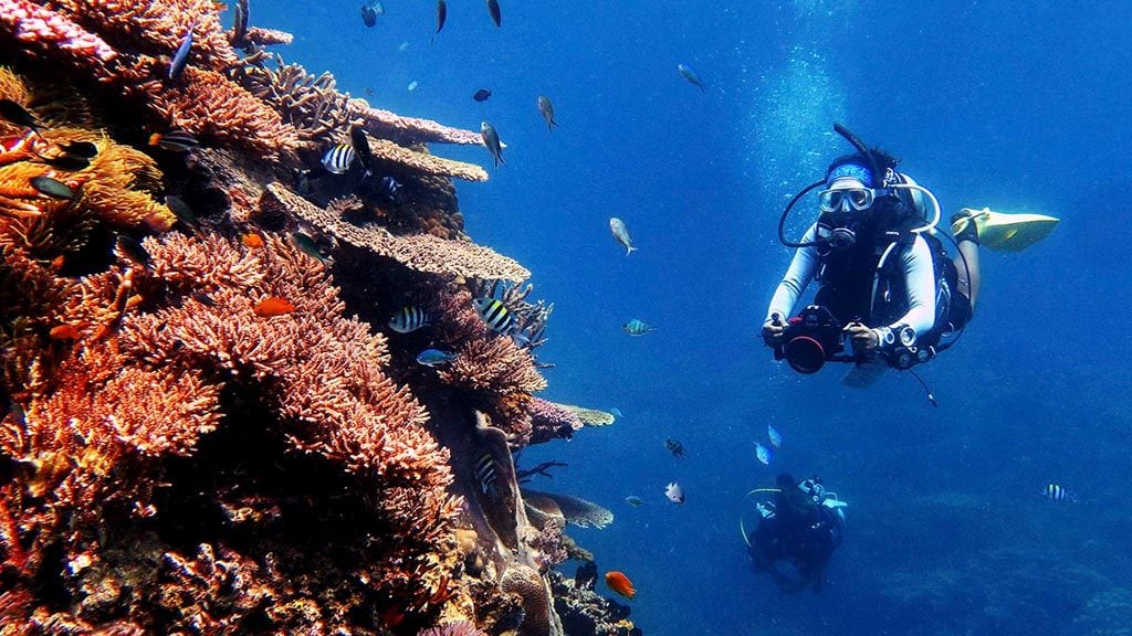 Diver and reef diving with bj diving at tioman island malaysia supplied