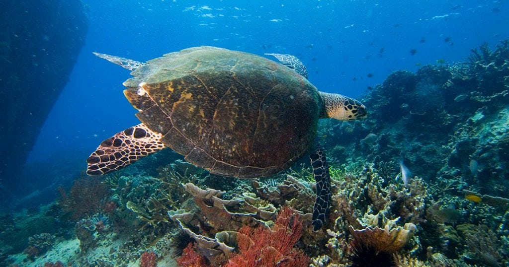 Tioman diving turtle at tioman island malaysia supplied opengraph