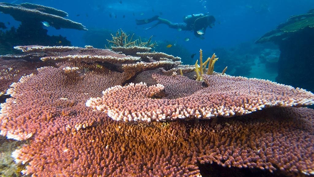 Tioman diving diver and table coral at tioman island malaysia supplied