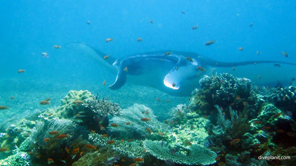 Manta in blue at Makassar Reef Komodo Flores diving Indonesia by Diveplanit
