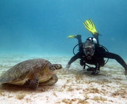 Welcome turtle with me at siaba besar komodo diving flores indonesia diveplanit feature