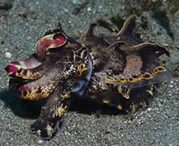 Flamboyant cuttlefish diving coconut point at anilao the philippines diveplanit feature