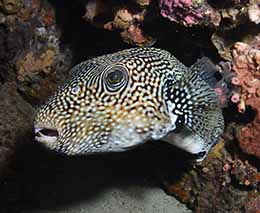Pufferfish diving saddle at anilao the philippines diveplanit feature