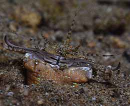 Bobbit worm diving secret bay at anilao the philippines diveplanit feature