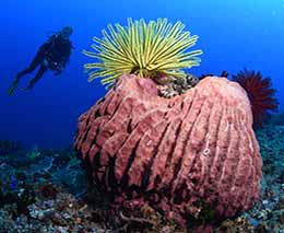 Barrel sponge diving coconut point at dumaguete the philippines diveplanit feature