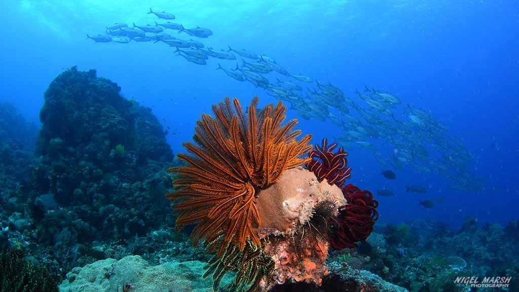 Trevally diving coconut point at dumaguete the philippines diveplanit