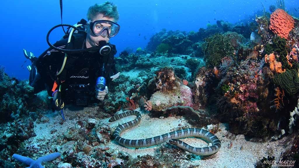 Sea krait diving coconut point at dumaguete the philippines diveplanit