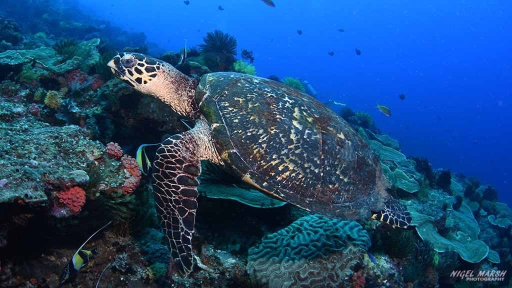 Hawksbill turtle diving coconut point at dumaguete the philippines diveplanit