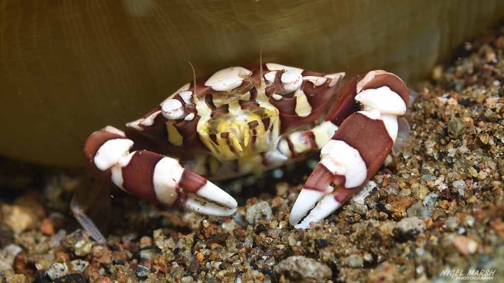 Harlequin crab diving sahara at dumaguete the philippines diveplanit