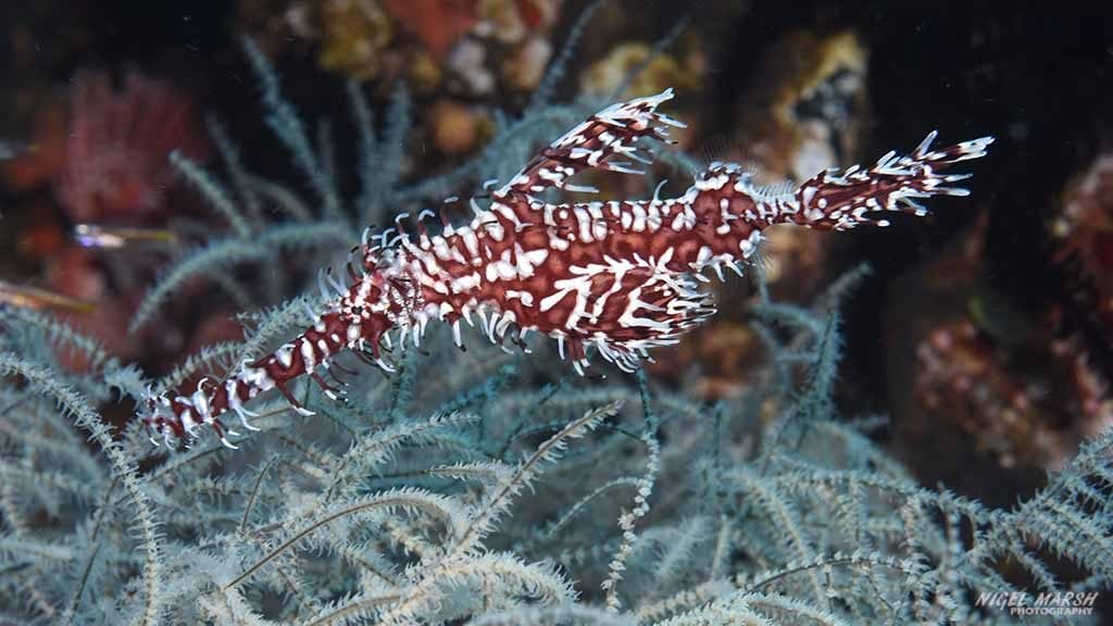 Ghostpipefish diving sahara at dumaguete the philippines diveplanit