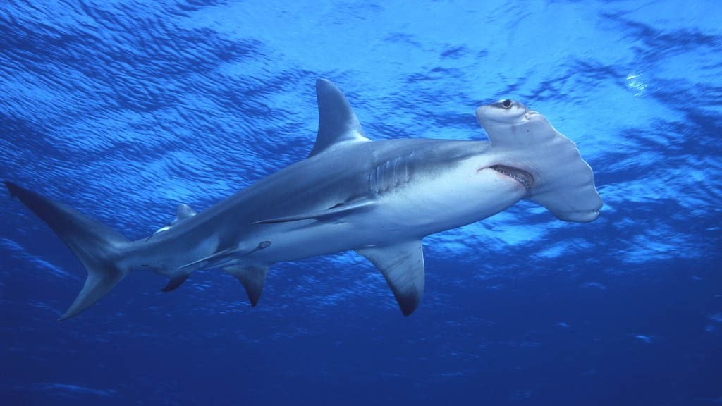 Layang layang island sabah borneo malaysia hammerhead