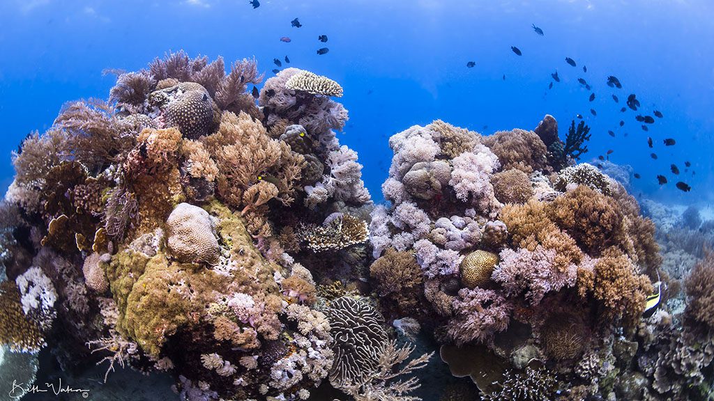 3 asia divers el galleon puerta galera philippines monkey beach dive site