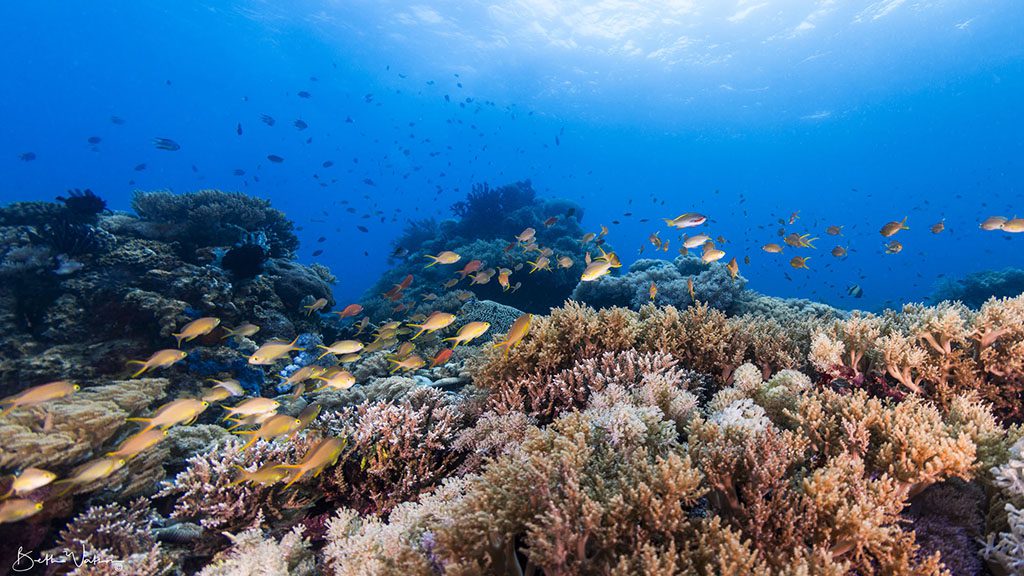 5 asia divers el galleon puerta galera philippines dugon dive site