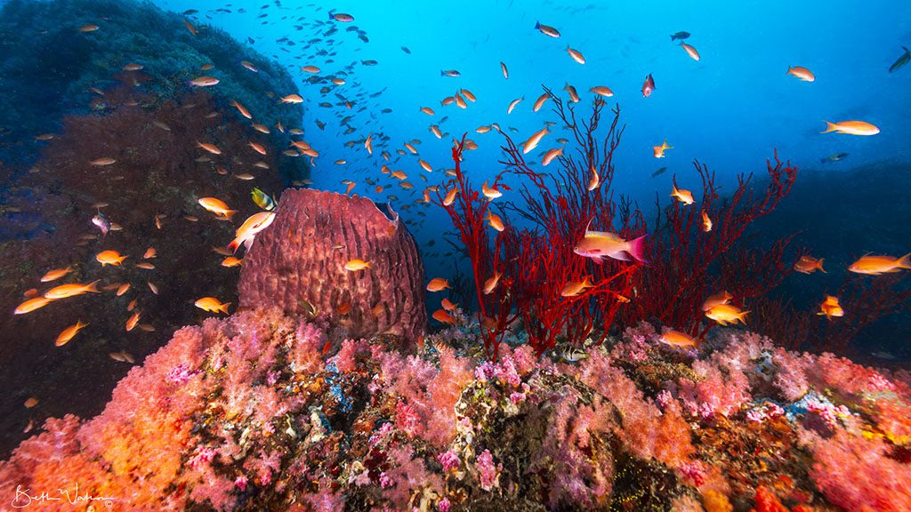 6 asia divers el galleon puerta galera philippines canyons dive site