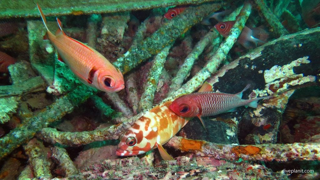 Epualette and double tooth soldierfish console a black tipped grouper at seaventures house reef diving mabul sabah malaysia