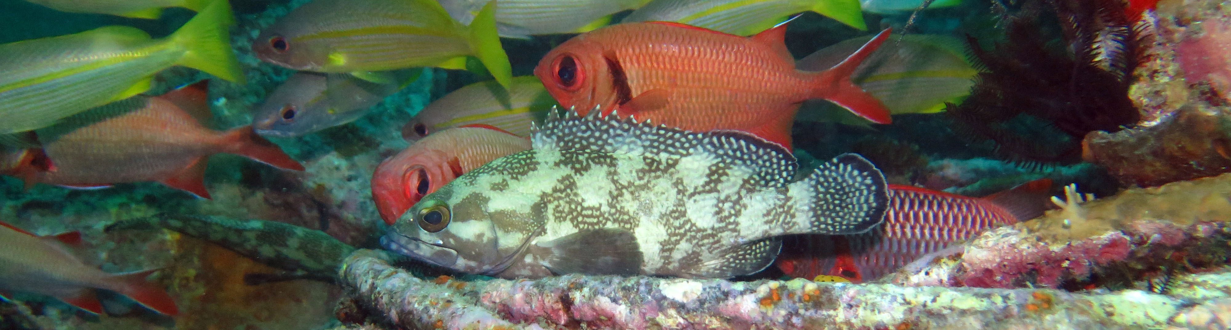 Speckle fin grouper with same soldiers at seaventures house reef diving mabul sabah malaysia