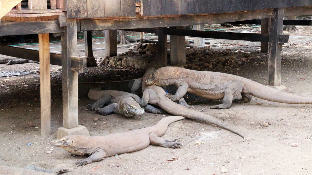 Komodo dragons at rinca komodo diving flores indonesia diveplanit