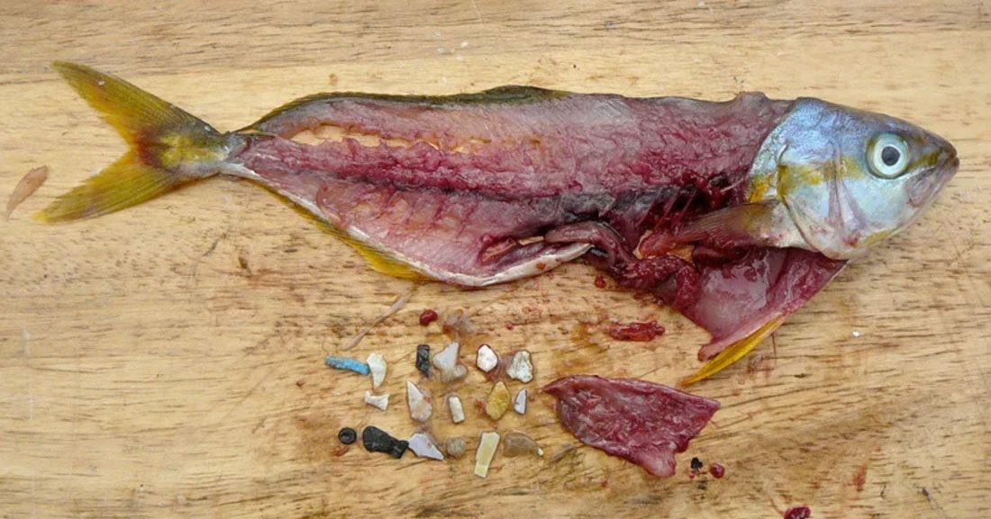 Rainbow runner with stomach contents (plastic) from the North Pacific - photograph by Marcus Eriksen of 5 Gyres
