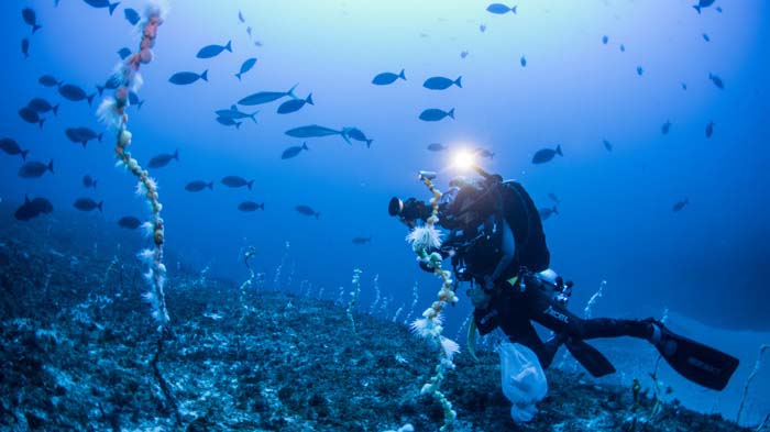 Sonia Rowley at 72M, nine miles north of the Island. Image by Steve Lindfield DP