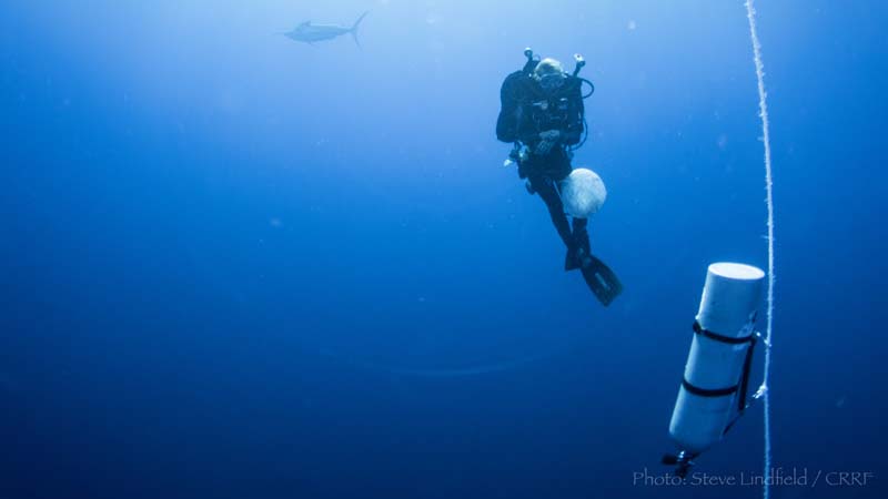 Sonia Rowley decompressing with a marlin. Image by Steve Lindfield