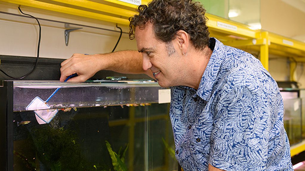 culum-brown-fish-looking-in-tank