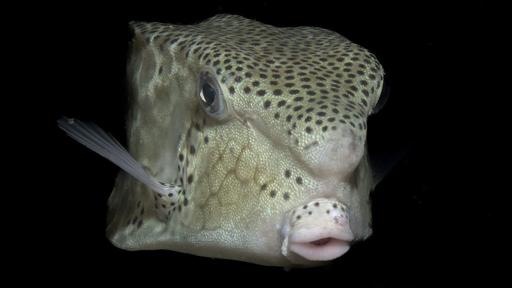 Ombak dive resort perhentian island malaysia credit pt hirschfield cute boxfish portrait