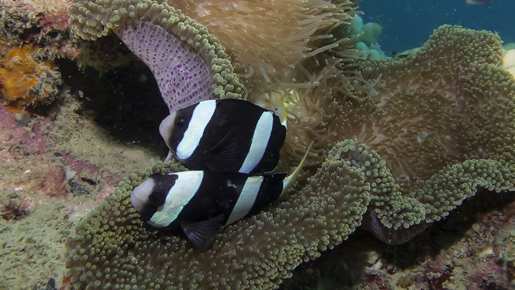 Ombak dive resort perhentian island malaysia credit pt hirschfield dark clownfish against blue