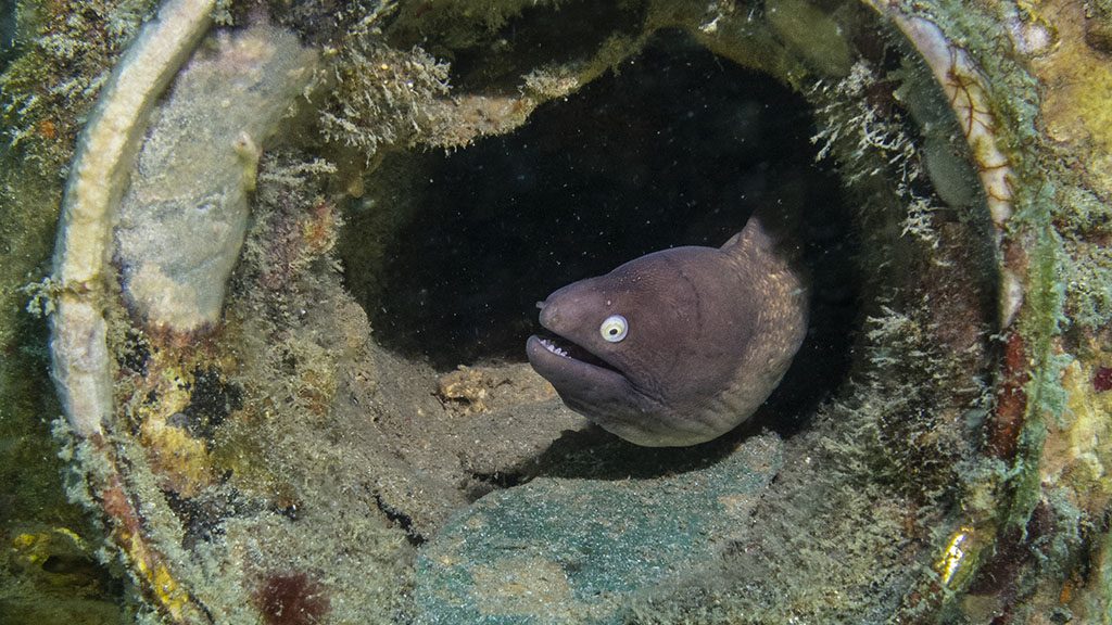 Ombak dive resort perhentian island malaysia credit pt hirschfield moray eel