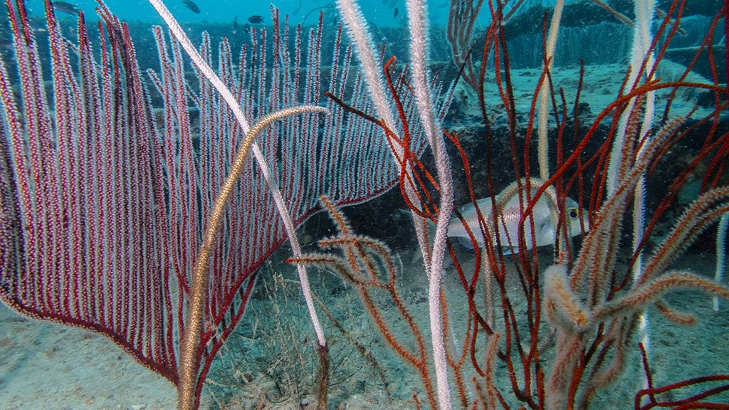 Ombak dive resort perhentian island malaysia credit pt hirschfield shipwreck soft corals