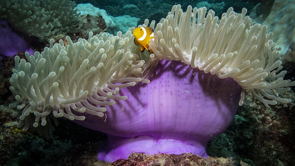 Ombok dive resort perhentian islands credit pt hirschfield clownfish 1