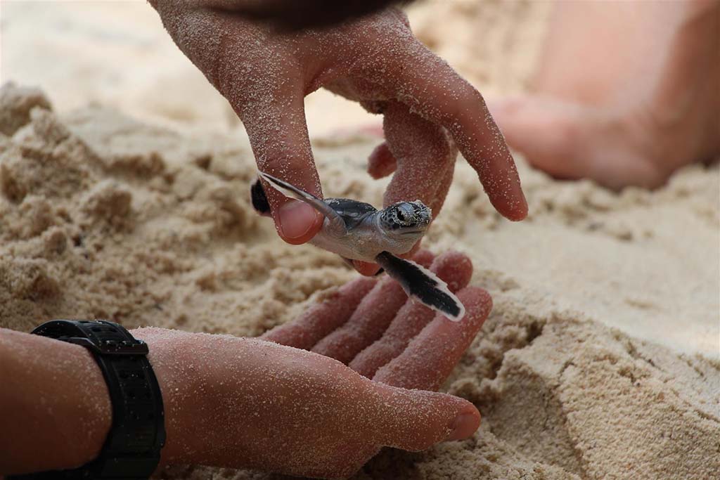 01 Lang Tengah Turtle Watch Checking-Health-of-Hatchlings