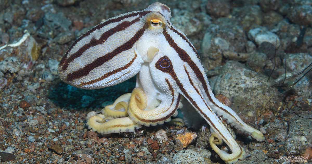 Mototi octopus diving bonnets corner at dumaguete the philippines diveplanit opengraph