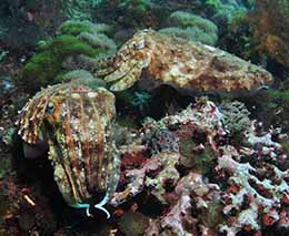 Cuttlefish diving gato island cave at malapascua the philippines diveplanit feature