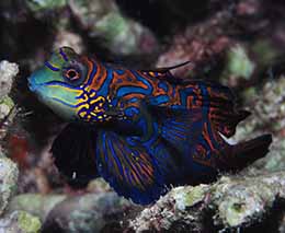 Mandarinfish diving lighthouse reef at malapascua the philippines diveplanit feature