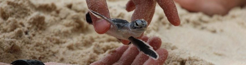 Tourism (and art) good news for turtles in Malaysia