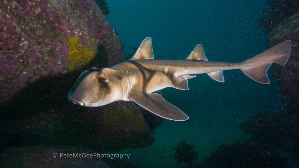 Port jackson shark cabbage tree bay by pete mcgee Port Jackson Shark - credit Pete McGee