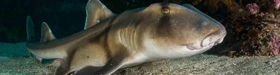 Port jackson shark cabbage tree bay by pete mcgee banner