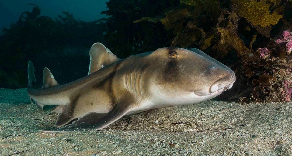 Port jackson shark cabbage tree bay by pete mcgee Port Jackson Shark - credit Pete McGee