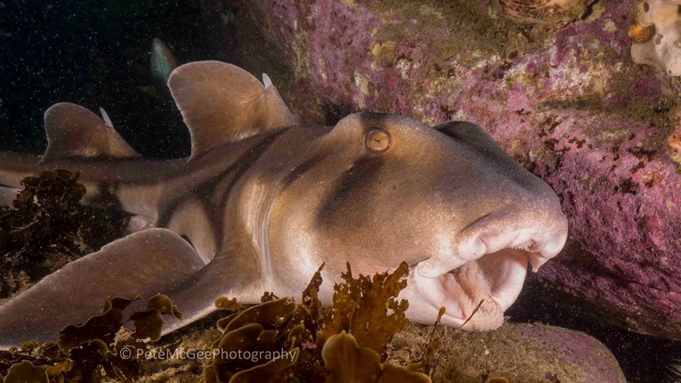 Port jackson shark cabbage tree bay by pete mcgee Port Jackson Shark - credit Pete McGee