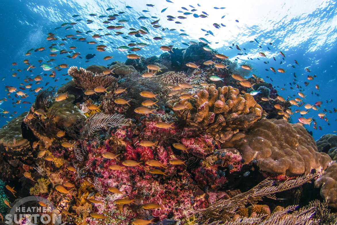 Anita Reef diving Raja Ampat