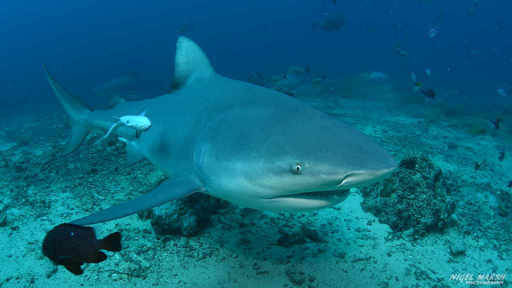 Shark Diving in Fiji's Beqa Lagoon