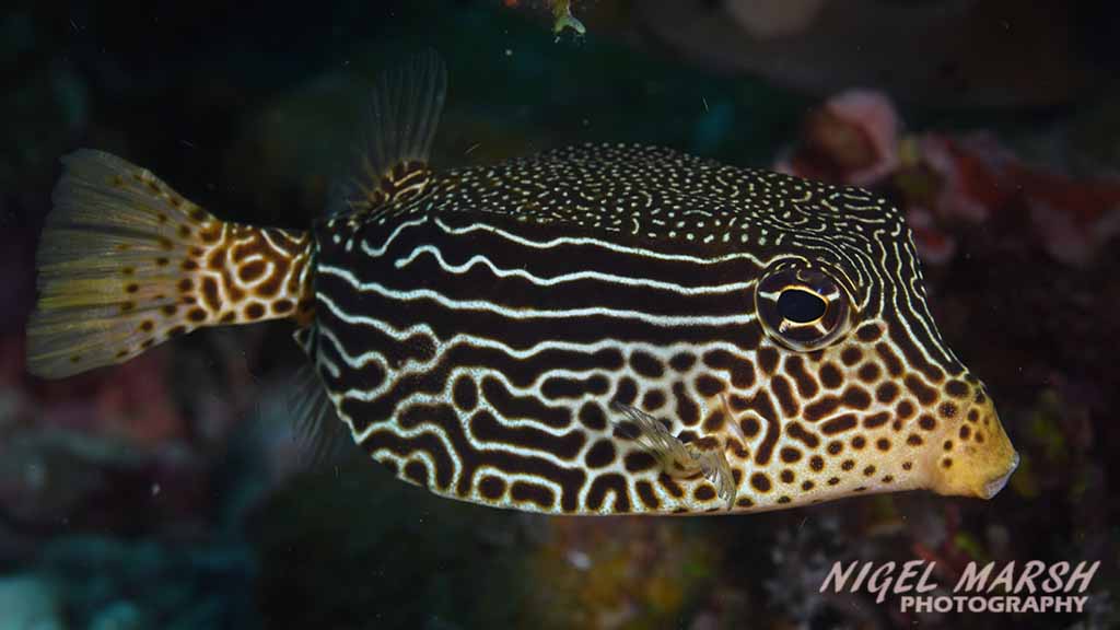 Great Barrier Reef far northern reefs - boxfish