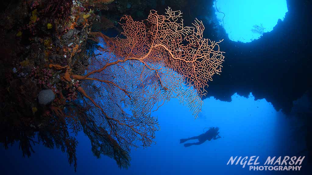 Great Barrier Reef far northern reefs - cave gorgonian