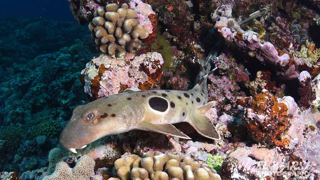 Great Barrier Reef far northern reefs - epaulette shark
