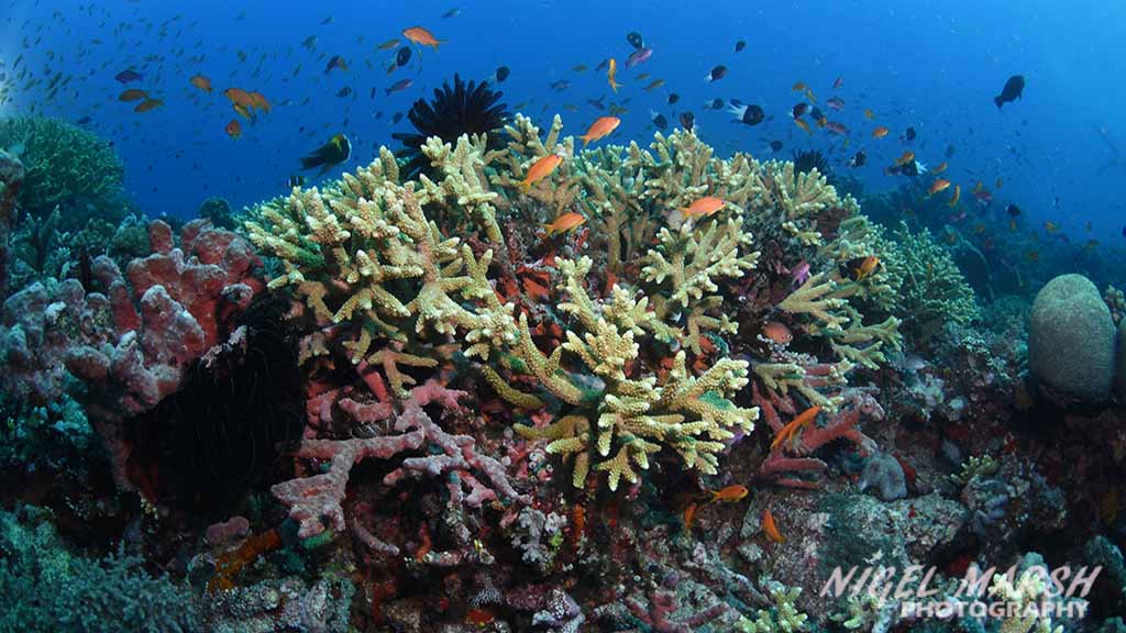Great Barrier Reef far northern reefs - hard corals