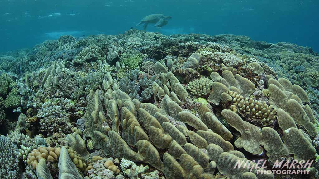 Great Barrier Reef far northern reefs - raine island turtle